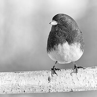 Buy canvas prints of Eye of the Junco by Jim Hughes