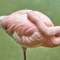 Buy canvas prints of Flamingo At Rest by Jim Hughes
