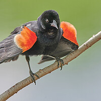 Buy canvas prints of A Red-winged Blackbird Shows His Colors by Jim Hughes