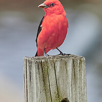 Buy canvas prints of Scarlet Tanager On A Dock by Jim Hughes