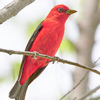 Buy canvas prints of Scarlet Tanager by Jim Hughes