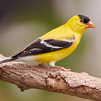 Buy canvas prints of Male American Goldfinch in full plumage by Jim Hughes