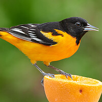 Buy canvas prints of Male Baltimore Oriole perched on an orange by Jim Hughes