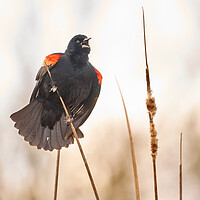 Buy canvas prints of Red-winged Blackbird Claims His Spot by Jim Hughes