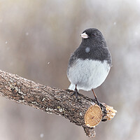 Buy canvas prints of A Dark Eyed Junco on a cold winter day by Jim Hughes