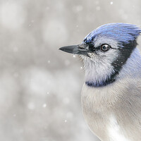 Buy canvas prints of Jay In The Snow by Jim Hughes