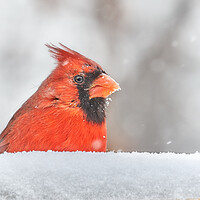 Buy canvas prints of Male  Cardinal in a January snow storm by Jim Hughes