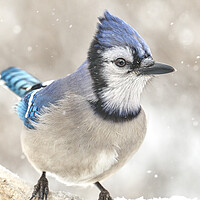 Buy canvas prints of Blue Jay In A Snow Storm by Jim Hughes