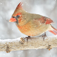 Buy canvas prints of Female Cardinal in a snowstorm by Jim Hughes