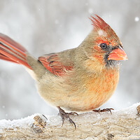Buy canvas prints of Female Cardinal rides out a snowstorm by Jim Hughes