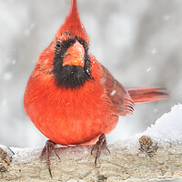Buy canvas prints of Cardinal in the snow by Jim Hughes