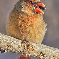 Buy canvas prints of Female Cardinal with sunflower seed by Jim Hughes
