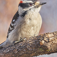 Buy canvas prints of A Downy Woodpecker calmly regards his world on a cold day in Minnesota by Jim Hughes