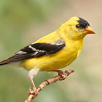 Buy canvas prints of Male American Goldfinch by Jim Hughes