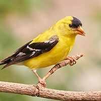 Buy canvas prints of American Goldfinch by Jim Hughes