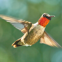 Buy canvas prints of Ruby-Throated Hummingbird by Jim Hughes