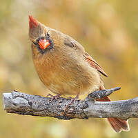 Buy canvas prints of Female Cardinal is not impressed by Jim Hughes