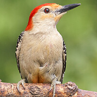 Buy canvas prints of Red Bellied woodpecker, just resting... by Jim Hughes