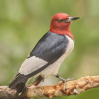 Buy canvas prints of Red-Headed Woodpecker Looks At A Photographer by Jim Hughes