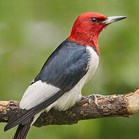 Buy canvas prints of Red-Headed Woodpecker by Jim Hughes