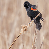 Buy canvas prints of Red-winged blackbird in a Minnesota marsh by Jim Hughes