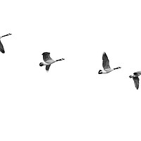 Buy canvas prints of Geese In Flight by Jim Hughes