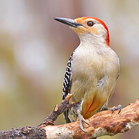 Buy canvas prints of Male Red Bellied woodpecker by Jim Hughes