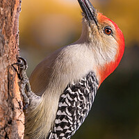 Buy canvas prints of Red Bellied woodpecker and his tools by Jim Hughes