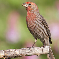Buy canvas prints of Proud to be a House Finch by Jim Hughes