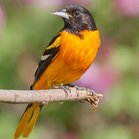 Buy canvas prints of Male Baltimore Oriole arriving in Minnesota in the spring by Jim Hughes