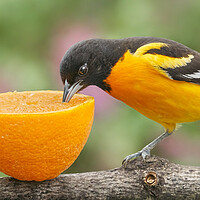 Buy canvas prints of Male Baltimore Oriole tasting an orange by Jim Hughes