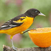 Buy canvas prints of Male Baltimore Oriole investigating an orange by Jim Hughes
