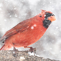 Buy canvas prints of Male  Cardinal in a Minnesota snow storm by Jim Hughes