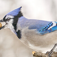 Buy canvas prints of Blue Jay with peanut, in January by Jim Hughes