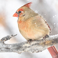 Buy canvas prints of Female Cardinal in a snow storm by Jim Hughes