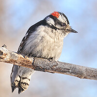 Buy canvas prints of Downy Woodpecker on a cold day in Minnesota by Jim Hughes