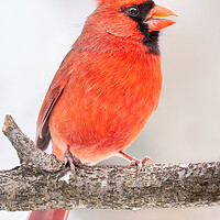 Buy canvas prints of Male Cardinal in winter by Jim Hughes
