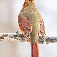 Buy canvas prints of Lady Cardinal Acting Shy by Jim Hughes