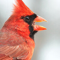 Buy canvas prints of Male Cardinal in profile by Jim Hughes