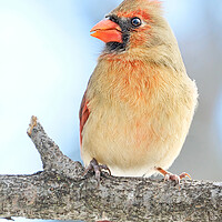 Buy canvas prints of Female Cardinal on a winter morning by Jim Hughes