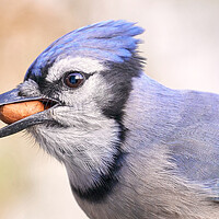 Buy canvas prints of Blue Jay with peanut by Jim Hughes