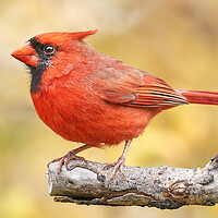 Buy canvas prints of Male Cardinal in fall by Jim Hughes