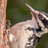 Buy canvas prints of Male Hairy Woodpecker in Minnesota by Jim Hughes