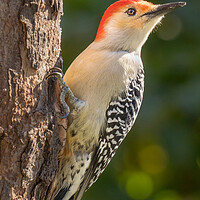 Buy canvas prints of Red Bellied woodpecker by Jim Hughes