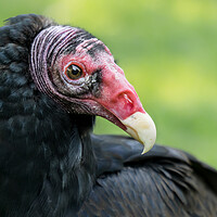 Buy canvas prints of Turkey Vulture by Jim Hughes