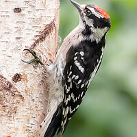 Buy canvas prints of Male Downy Woodpecker by Jim Hughes
