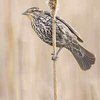 Buy canvas prints of Female  Red-winged Blackbird by Jim Hughes