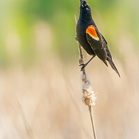 Buy canvas prints of Male Red-winged Blackbird in a Minnesota wetland by Jim Hughes