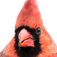 Buy canvas prints of Cardinal Closeup by Jim Hughes