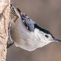 Buy canvas prints of White-breasted Nuthatch by Jim Hughes